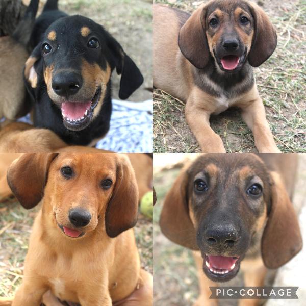 Cucciolini Mix Segugio Cercano Casa!